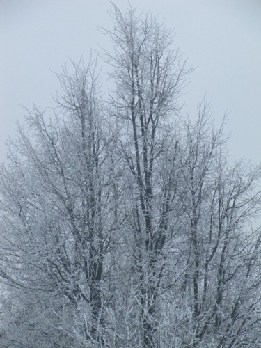 Замёрзшие деревья 03